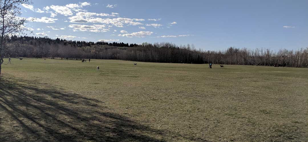 Buena Vista Dog Park