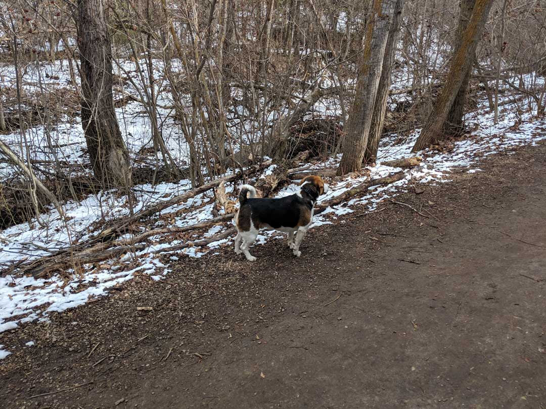 Mill Creek Ravine